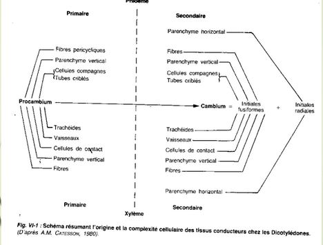 Anatomie d'une dicotylédone