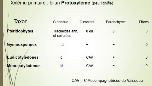 Bilan protoxylème