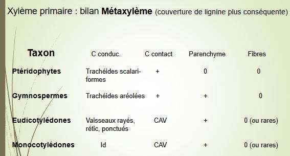 Bilan métaxylème