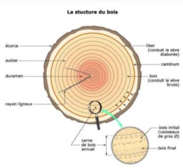 Structure du bois