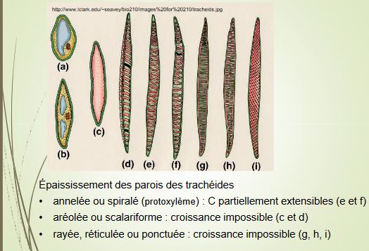 Les trachéides