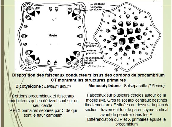 Disposition des faisceaux conducteurs