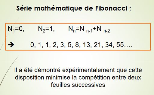 Série mathématique de Fibonacci