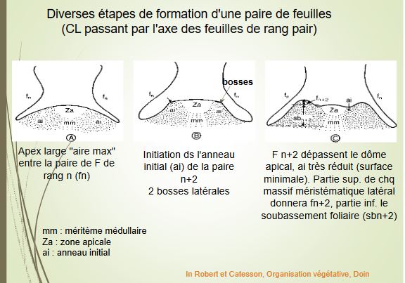 Formation d'une paire de feuille