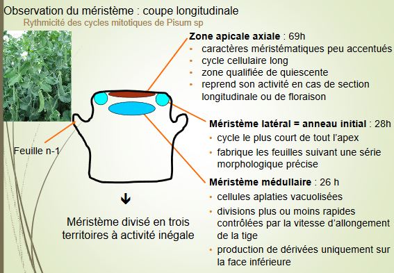 Feuilles opposées décussées