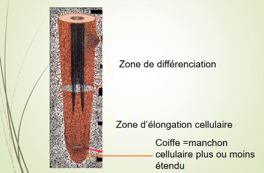 Le méristème