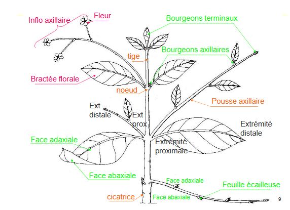 Morphologie et architecture