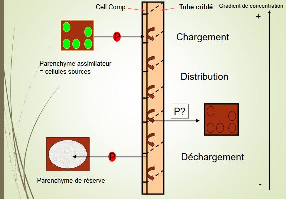 Circulation du phloème