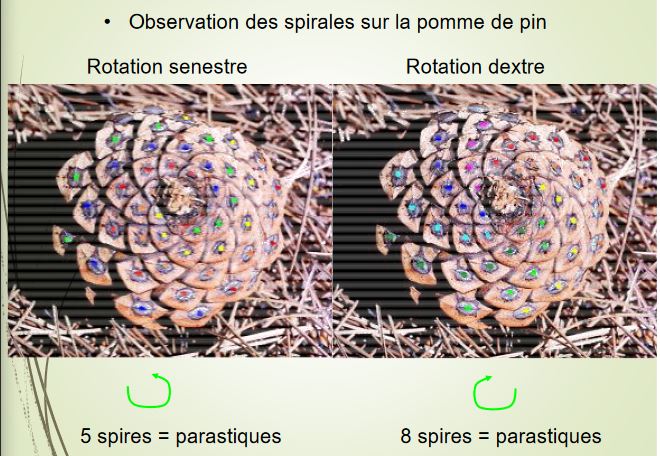 Observation des spirales sur la pomme de pin