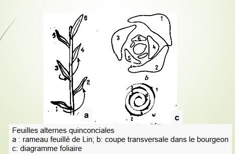 Disposition alterne quinconciale