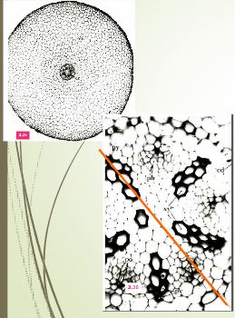 Morphologie et différenciation de la racine