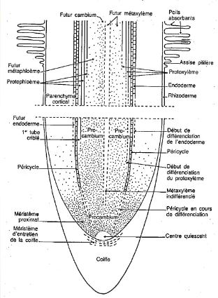 Morphologie et différenciation de la racine