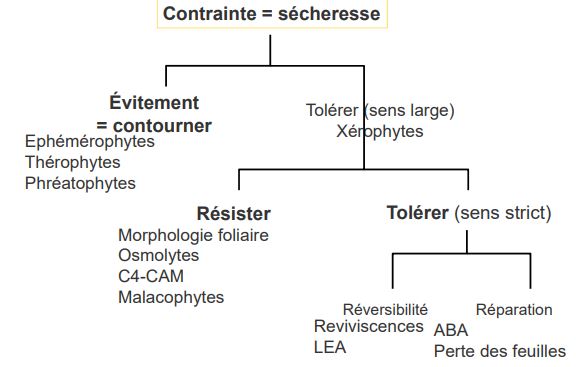 Schéma bilan