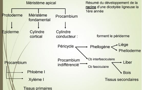 Synthèse