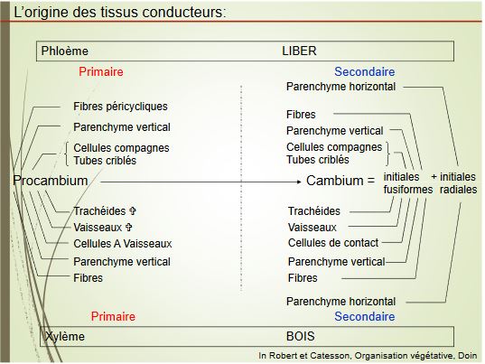 L'origine des tissus conducteurs