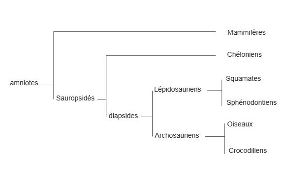 Lignée des Amniotes