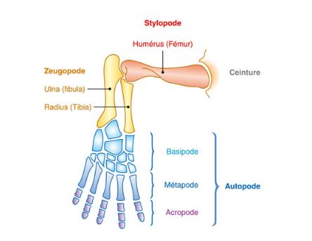 Os des membres chridiens
