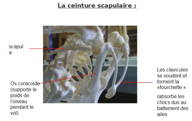 La ceinture scapulaire