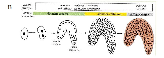 Albumen