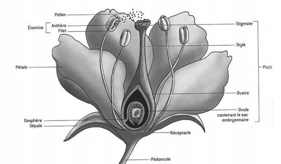 Angiosperme