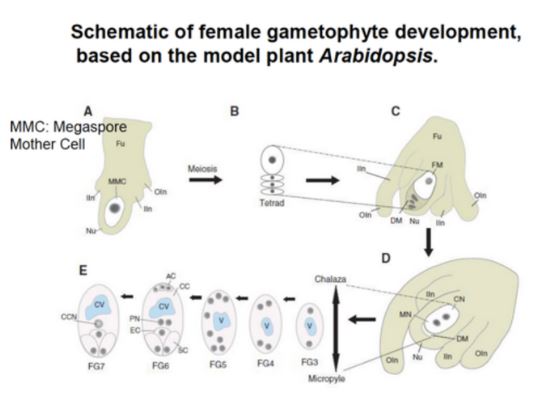 Gamétophyte en developpement