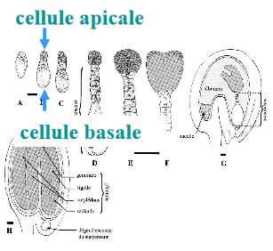 L'embryogénèse de la graine