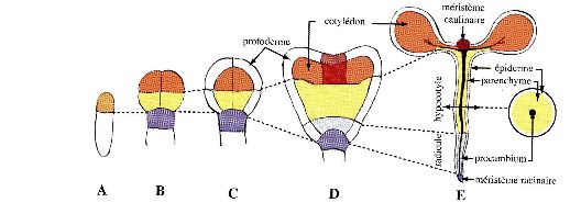 Arabiopsis Embryogénèse