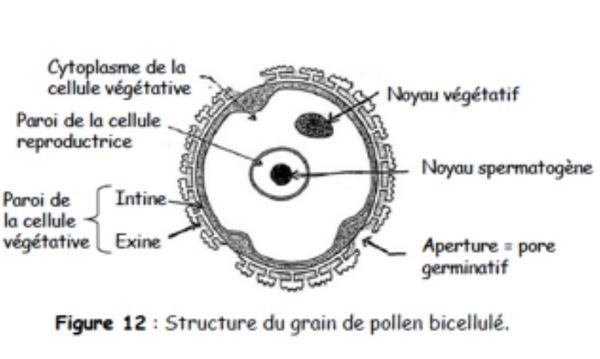 Grain de pollen