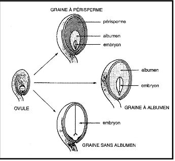 Les trois types de graines