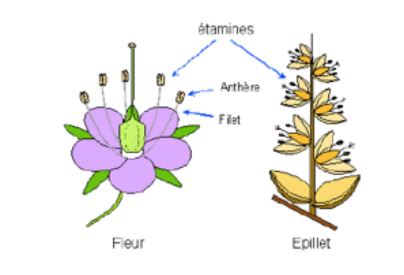 Gamétophyte mâle