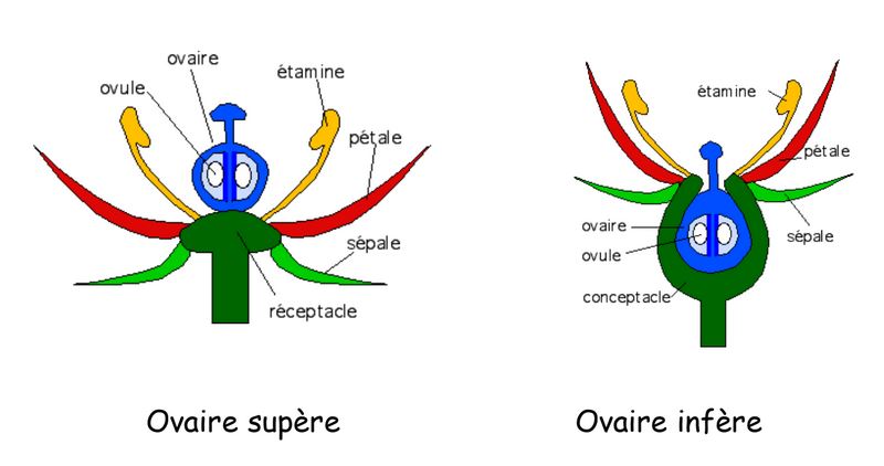 Ovaires