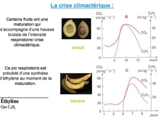 Piques fruit climatérique et non climatérique