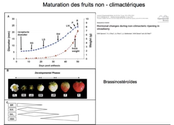 Maturation des fruits non climactériques