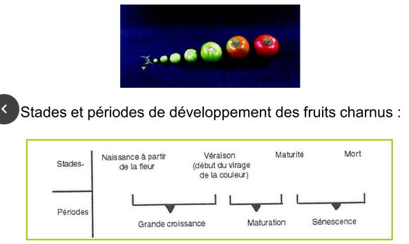 Phase de la maturation