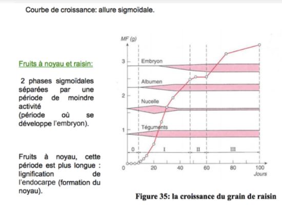 Phase de croissance du fruit charnu ou nouaison