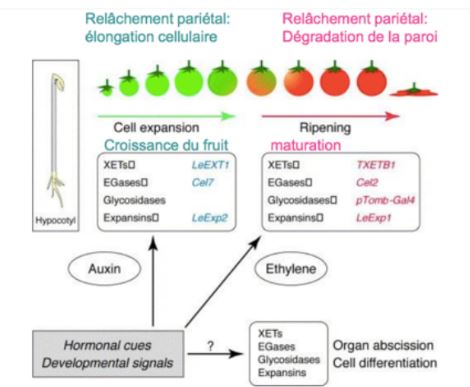 Phytohormones utilisées