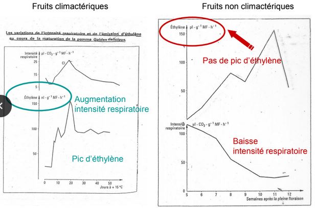 Piques fruit climatérique et non climatérique