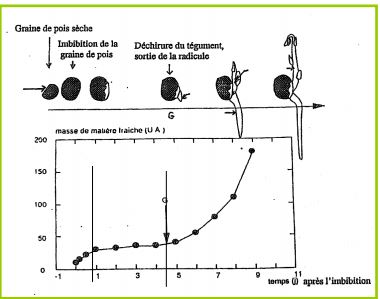 Courbe de d'imbibition