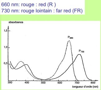 Les phytochromes