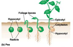 Germination hypogée