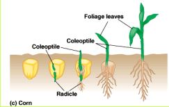 Germination monocotylédones