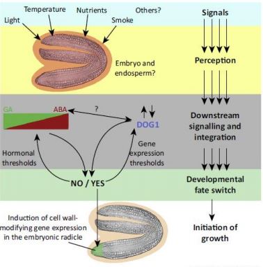 Phytochrome