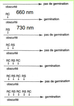 Phytochromes