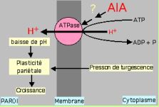 Elongation cellulaire