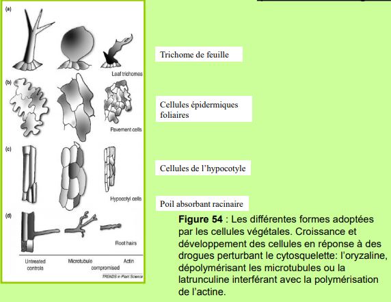 Différenciation cellulaire