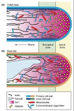 Elongation cellulaire