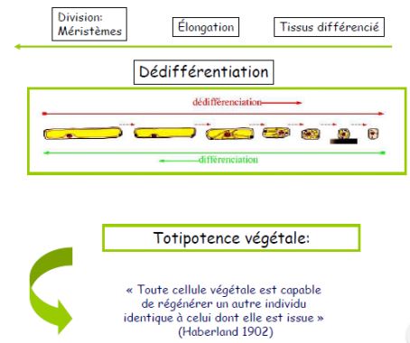 Totipotence cellulaire