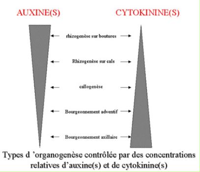 Rôle de la cytokinine