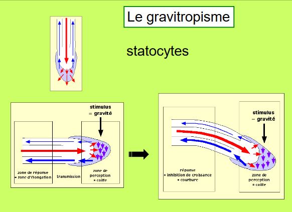 Gravitropisme