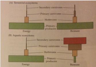 Pyramide des biomasse et des énergies